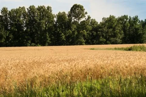 Winter wheat field Stock Photos