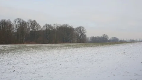 Winter wheat in the field with a small snow cover with the landscape agriculture Stock Footage 85135962