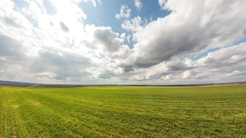 Winter wheat field in spring. Clouds over agricultural land Stock Footage 151687385