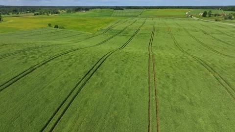 Winter wheat field on the wind 스톡 동영상 321532681