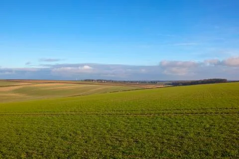 Winter wheat fields Stock Photos