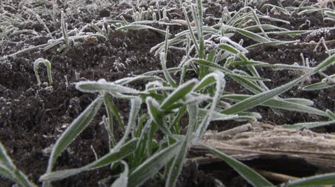 Winter wheat Stock Footage 33420154