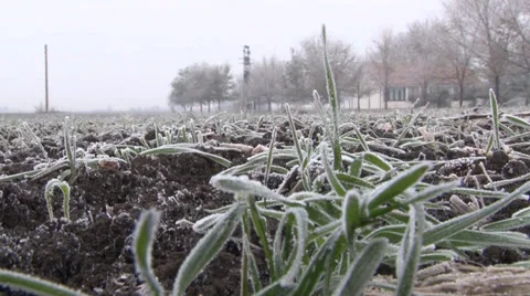 Winter wheat Stock Footage 33420402