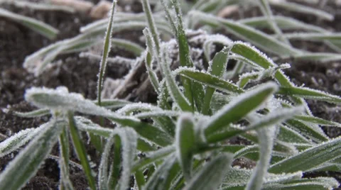 Winter wheat Видео 33420416