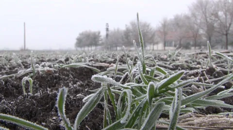 Winter wheat Vidéo 33420425