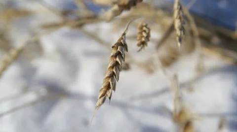Winter Wheat 스톡 동영상 33737458