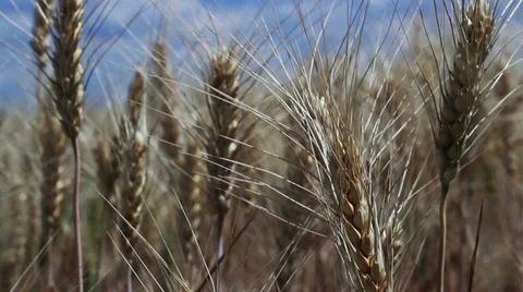 Winter Wheat Stock Footage 39422910