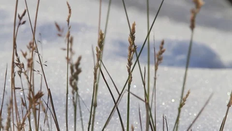 Winter Wheat Stock Footage 79576827