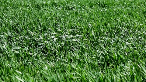 Winter wheat Stock Footage 129621977