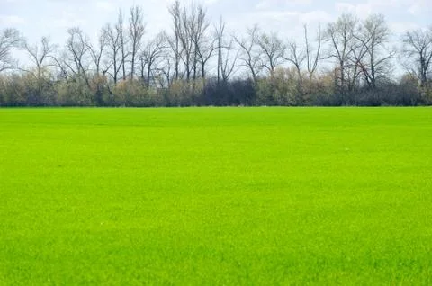 Winter wheat germs on the field Stock Photos
