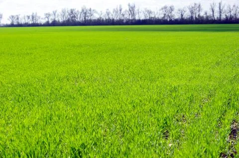 Winter wheat germs on the field Stock Photos