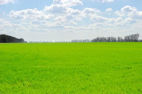 Winter wheat germs on the field Foto stock