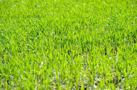 Winter wheat germs on the field Stock Photos