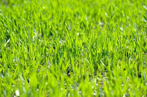 Winter wheat germs on the field Stock Photos