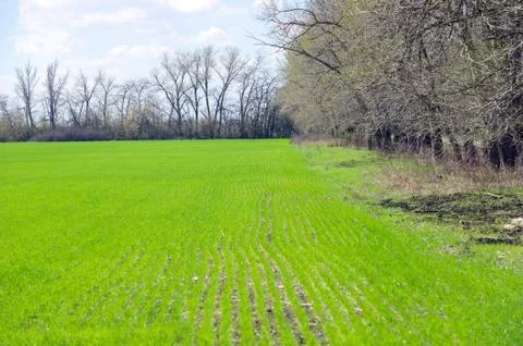 Winter wheat germs on the field Foto stock