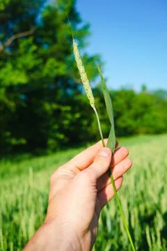 Winter wheat in hand Stock Photos