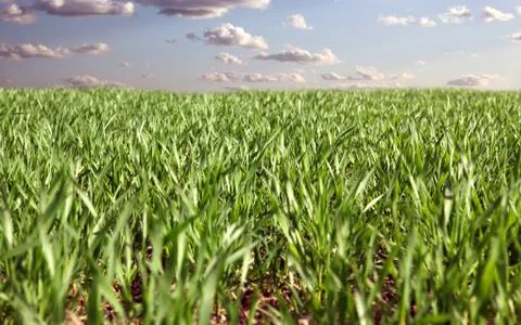 Winter wheat Foto stock