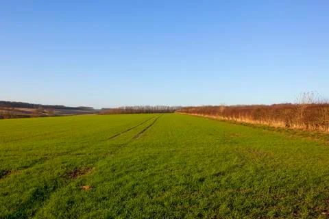 Winter wheat Stock Photos