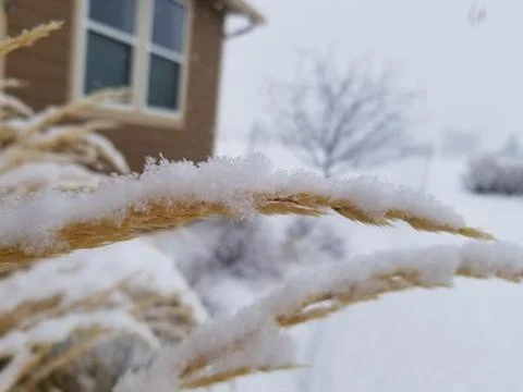Winter Wheat Stock Photos