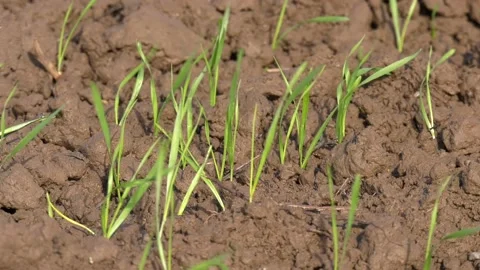 Winter Wheat Plants Stock Footage 140522609