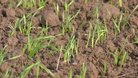 Winter Wheat Plants Stock Footage 140522614