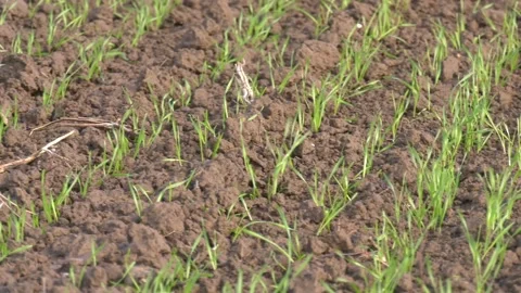 Winter Wheat Plants Stock Footage 140522628