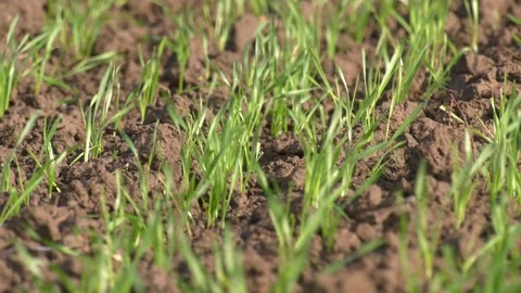 Winter Wheat Plants Stock Footage 140522819