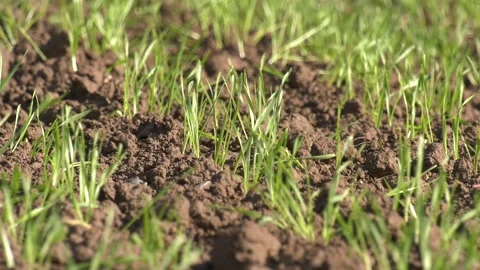 Winter Wheat Plants 스톡 동영상 140522866