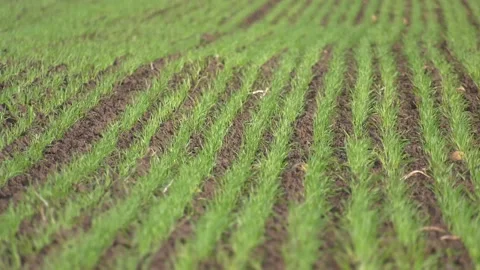 Winter Wheat Plants Stock Footage 140522912