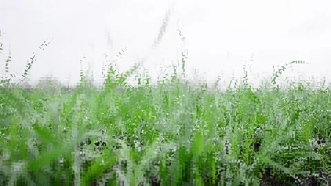 Winter wheat seedlings Stock-Footage 142852313