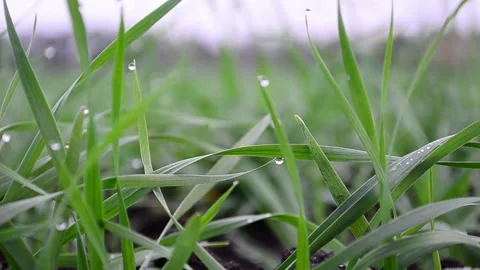 Winter wheat seedlings Stock-Footage 142852628