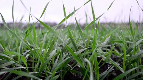 Winter wheat seedlings 스톡 동영상 142852664