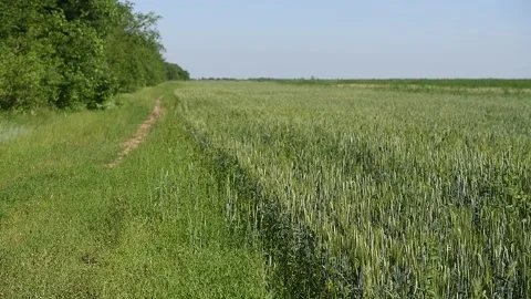 Winter wheat seedlings 動画素材 156229183
