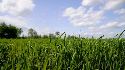 Winter wheat seedlings 動画素材 204153459