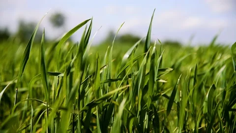 Winter wheat seedlings Vídeo Stock 204153492