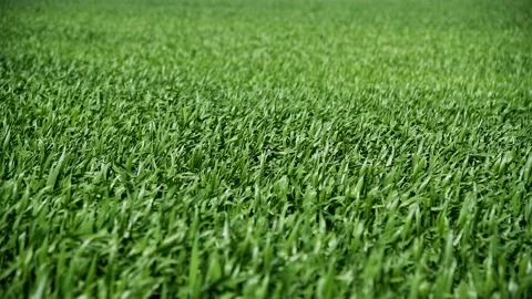 Winter wheat seedlings Stock Footage 204153508