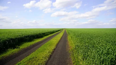 Winter wheat seedlings 動画素材 204153520