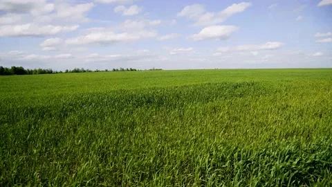 Winter wheat seedlings 動画素材 220618540