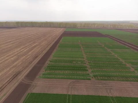 Winter wheat selection field divided into small areas for experiments Foto stock