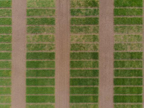 Winter wheat selection field divided into small areas for experiments Stock Photos