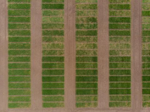 Winter wheat selection field divided into small areas for experiments Stock Photos