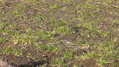 Winter wheat sprout in the field close-up. wheat germ Stock Footage 242285825