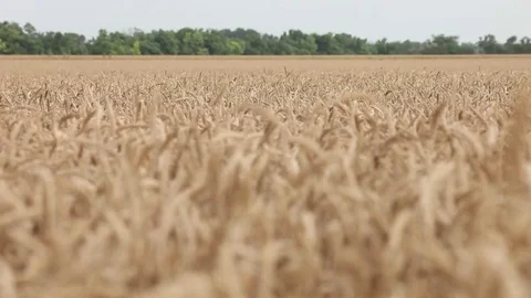 Winter wheat. This video contains three different shooting wheat. Stockbeeldmateriaal 72357024