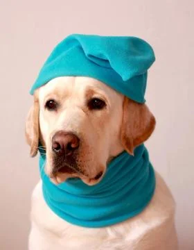 Winter Whimsy Stock Photos