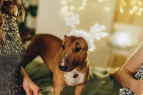 Winter Whimsy Stock Photos