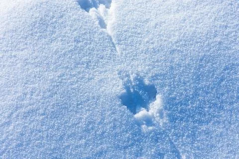 Winter white background. Background of fresh snow. Abstract bright snowy back 스톡 사진