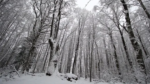 Winter White Forest covered in Snow 库存影片 89976959
