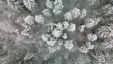 Winter white forest snow Stock Footage 231262792
