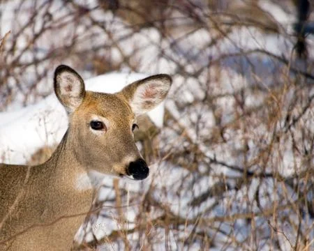 Winter whitetail doe Stock Photos