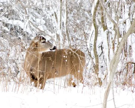 Winter whitetail Stock Photos